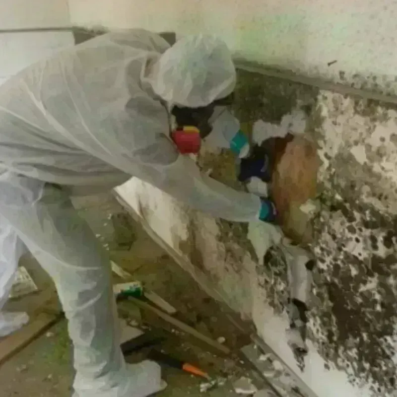 Mold Remediation and Removal in Greatwood, TX